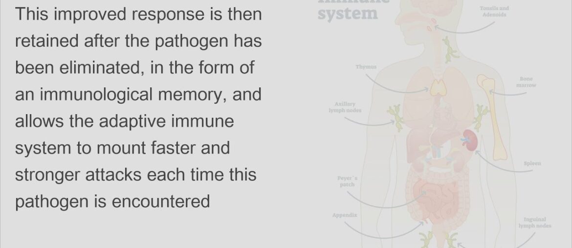 Learn about the human Immune system and how Vitamin D and Sleep helps build immunity