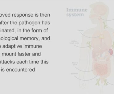 Learn about the human Immune system and how Vitamin D and Sleep helps build immunity