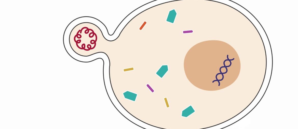 COVID-19 Update 8: Zinc and chloroquine for the treatment of COVID-19?
