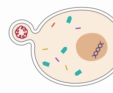 COVID-19 Update 8: Zinc and chloroquine for the treatment of COVID-19?