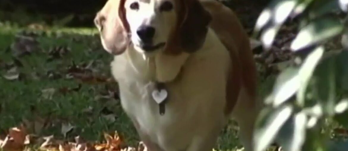 Can coronavirus spread to pets? Are you immune after you’ve been infected?