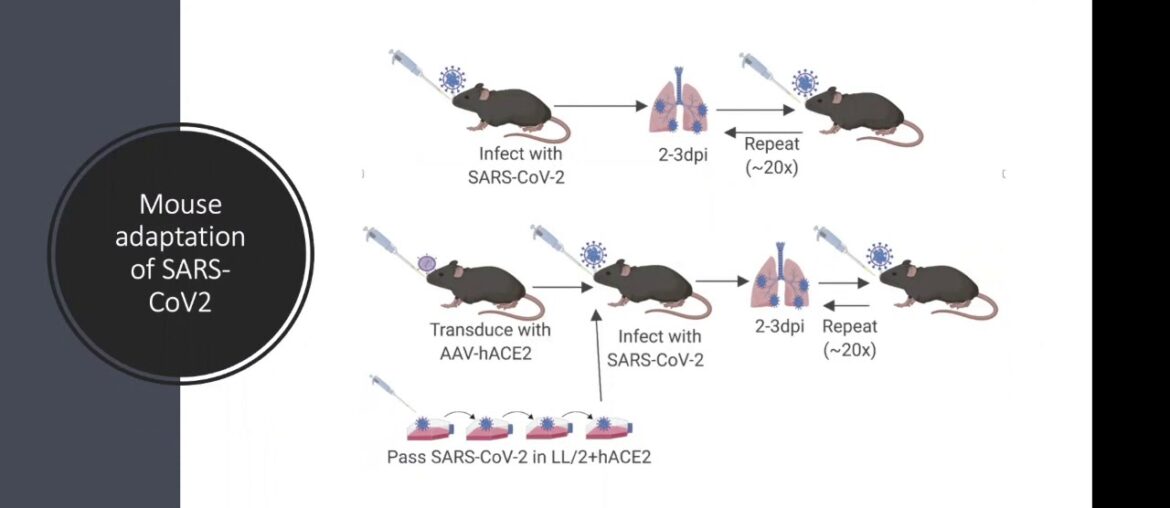 Immune Response to COVID-19