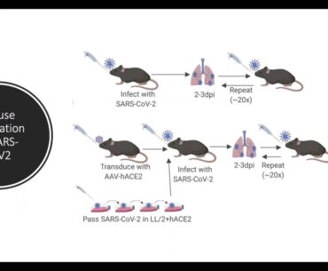 Immune Response to COVID-19