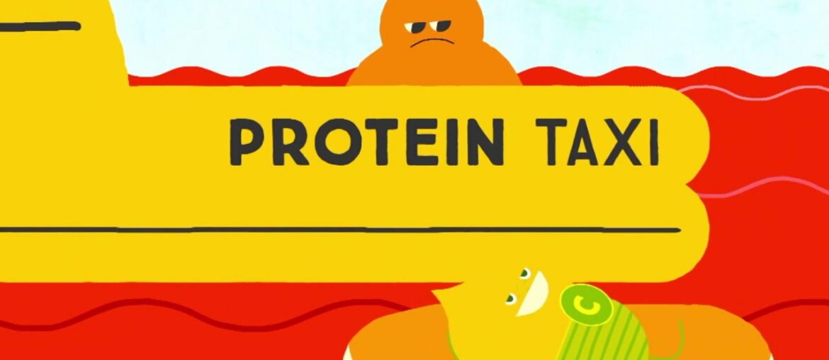 Science of Nutrition : Functions of Vitamin's in the body {Health & Wellness}