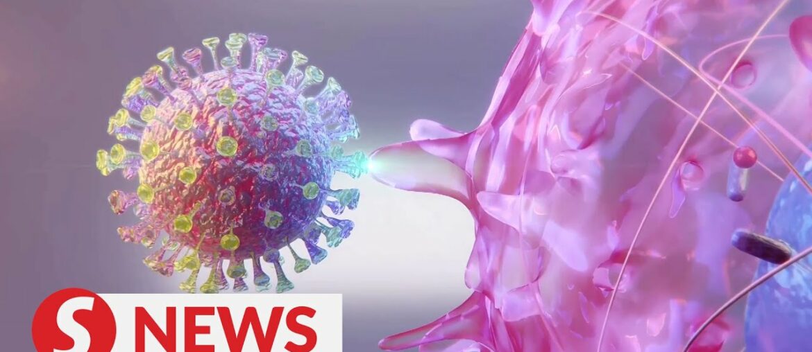 Explainer: How the coronavirus (SARS-CoV-2) infects human cells