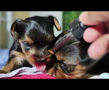 Best puppy dog vitamin supplements for a balanced diet. Moringa hypoglycemia liquid vitamins.