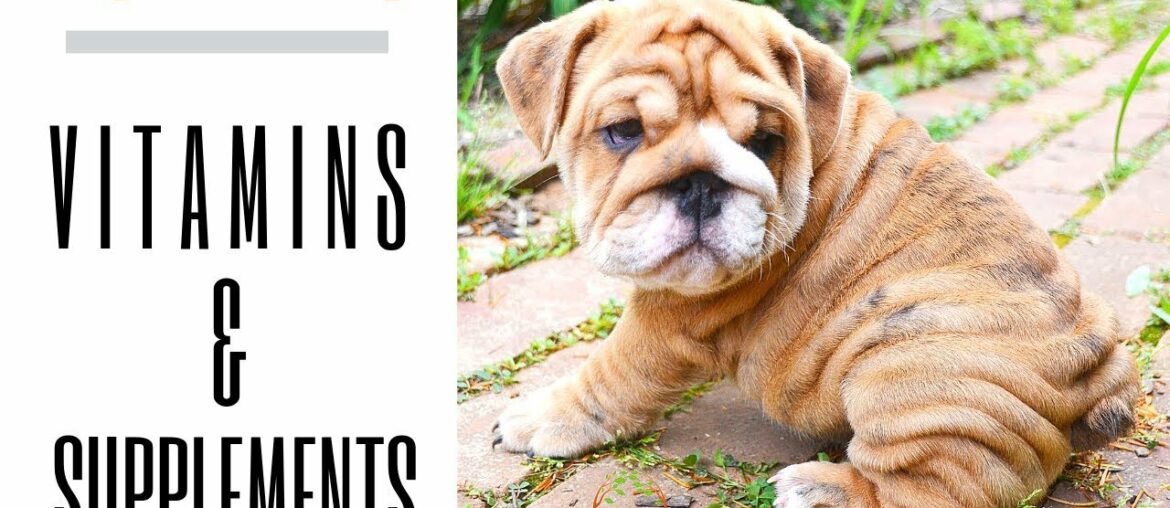 Vitamins and Supplements for English bulldog