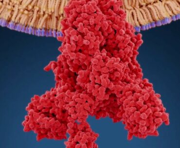 Covid-19 could target immune system by targeting protective cells, warn scientists