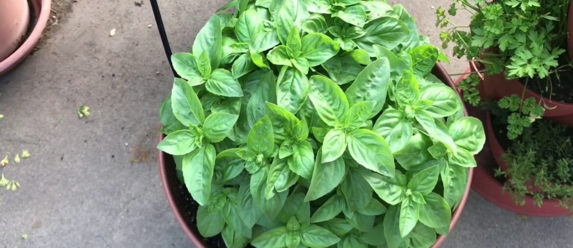 நான் எடுக்கும் வைட்டமின்கள்- my vitamin supplements