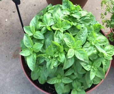 நான் எடுக்கும் வைட்டமின்கள்- my vitamin supplements