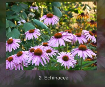 Best Supplements to Boost the Immune System - Top 5 List