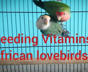 Breeding Vitamins and supplements for African lovebirds
