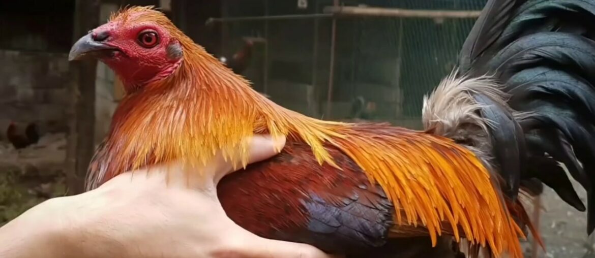 PERFECT TIME TO GIVE VITAMINS, SUPPLEMENTS AND MEDICINE IN OUR GAMEFOWLS.