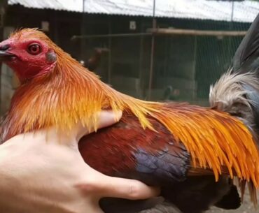 PERFECT TIME TO GIVE VITAMINS, SUPPLEMENTS AND MEDICINE IN OUR GAMEFOWLS.