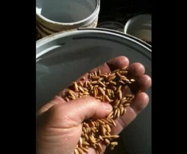 Discussing Supplements, Vitamins and food for Horses Part 1- Rick Gore Horsemanship