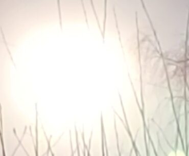 Light Vitamin D good for the immune system