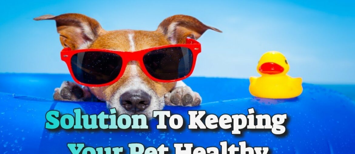 Best Vitamin Supplements For Dogs