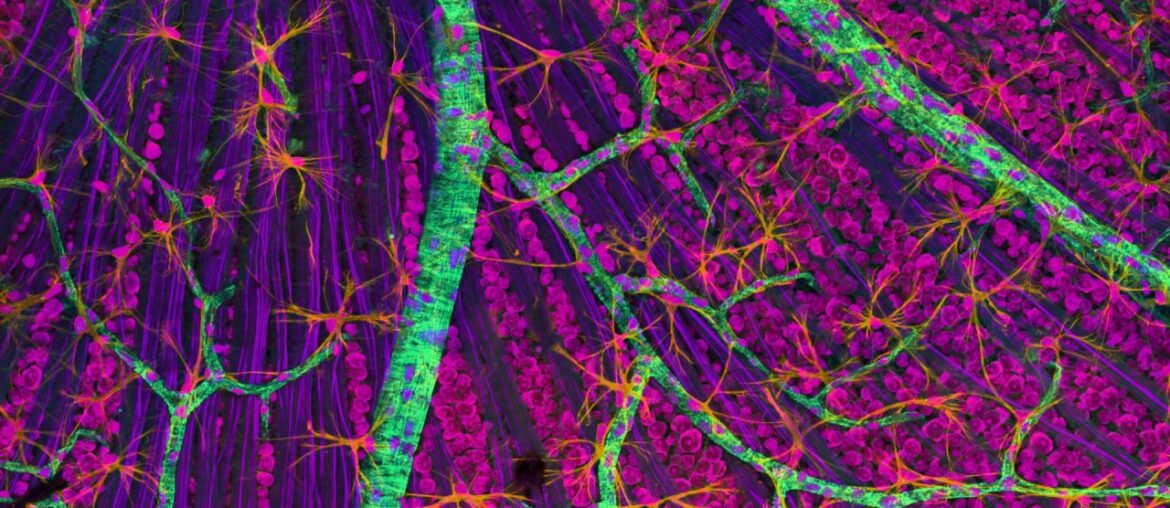 ∆° VItamin A Hz - C20H30O - Vision, Immune System, Retinol, - Binaural Tones