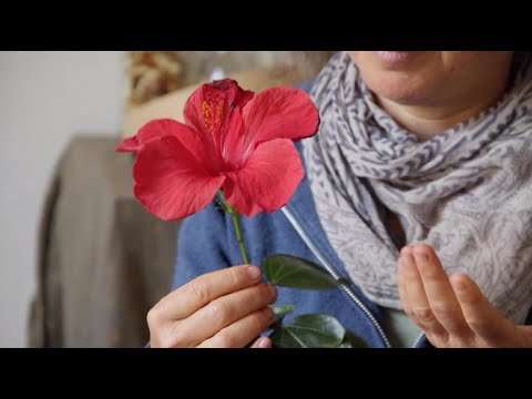 Coming Home Season #1 Introduction: Vitamin C - How to Boost Your Immune System