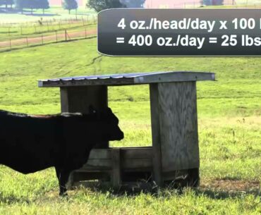 Mineral and Vitamin Feeding Management