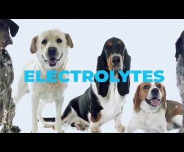 BEST VITAMIN SUPPLEMENT FOR DOGS; MIX VITAMINS IN WATER; CHICKEN FLAVORED ELECTROLYTES