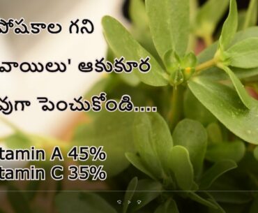 పోషకాలగని గంగవాయిలు ఆకుకూరను సులువుగా పెంచుకొండి....#Purslane #  గంగవల్లి  Rich In Nutrition Values