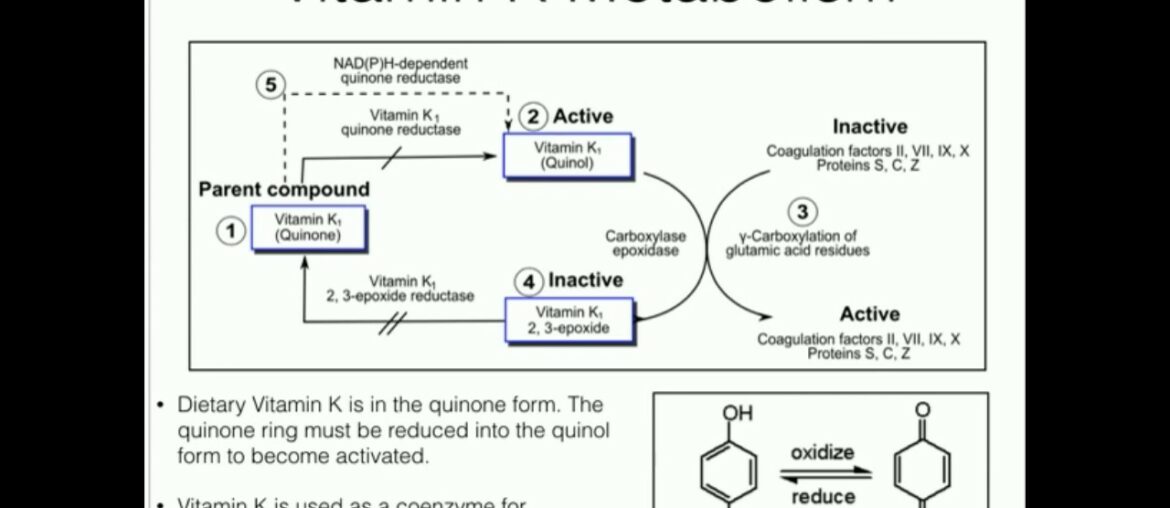 Vitamin K: Metabolism and Function