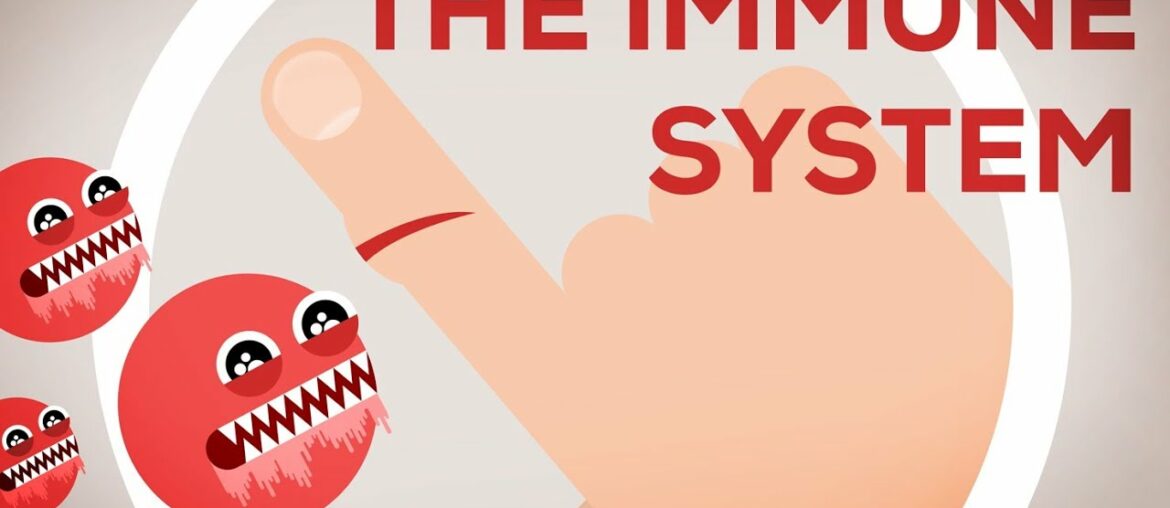 The Immune System Explained I – Bacteria Infection