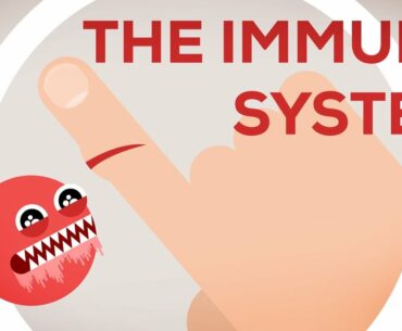 The Immune System Explained I – Bacteria Infection