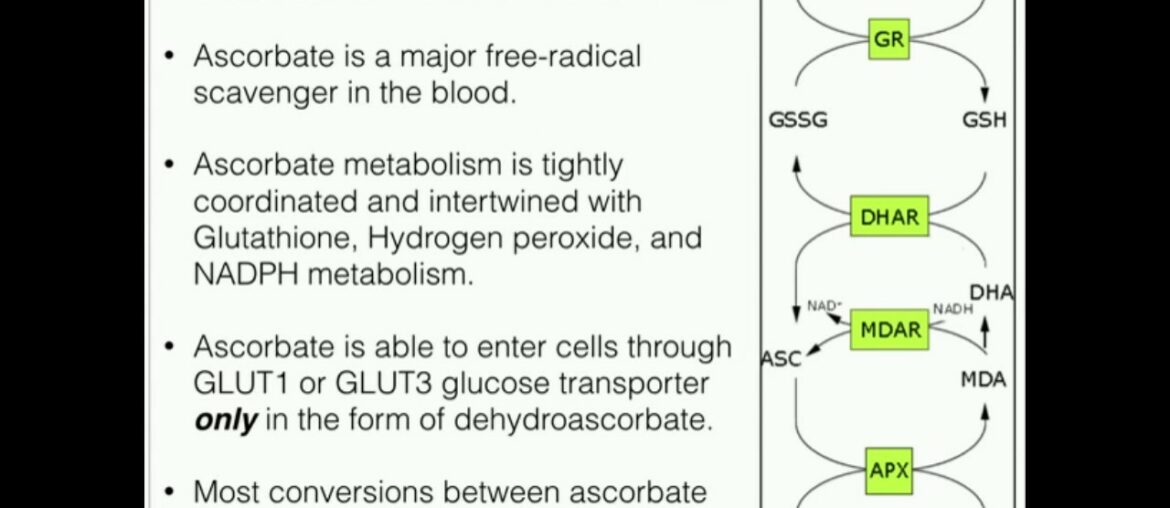 Vitamin C: Metabolism and Function