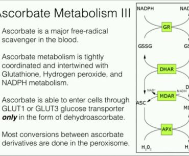 Vitamin C: Metabolism and Function