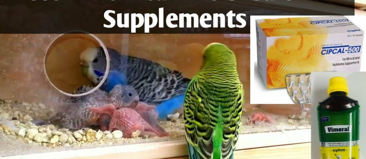 Budgies Parrots Supplements Calcium and Vitamins