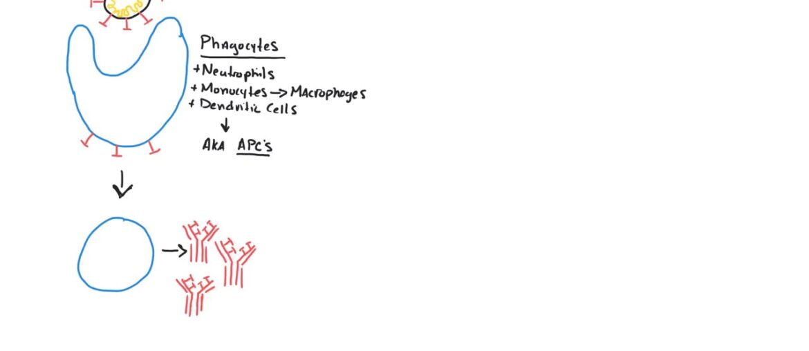 COVID 19 Part 7: Vaccine Development and Immunity
