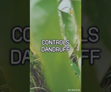 How to increase  Vitamins, minerals, electrolytes, and other chemicals "Lemongrass., Health Benefits