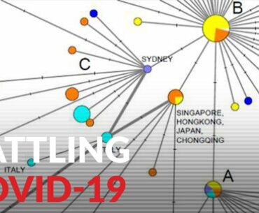 Three distinct strains of Covid-19 identified