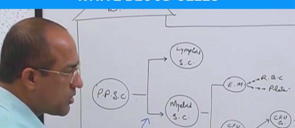 Leukocytes - White Blood Cells - Immune System