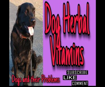 Important Vitamins for Dogs