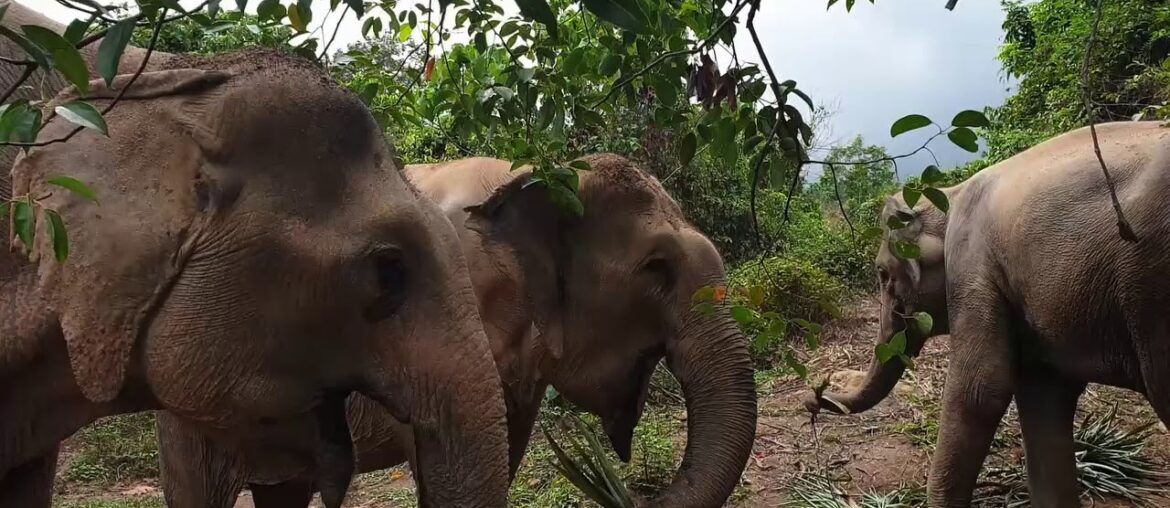Tree Tops Elephant Reserve Phuket | An afternoon with our elephants | Covid19