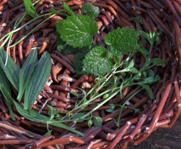 Coronavirus: Mit Vitamin C aus der Natur das Immunsystem stärken u.a. mit Vogelmiere und Brennnessel