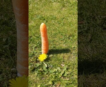 Bite-sized Nutrition Tip #17: Vitamin D