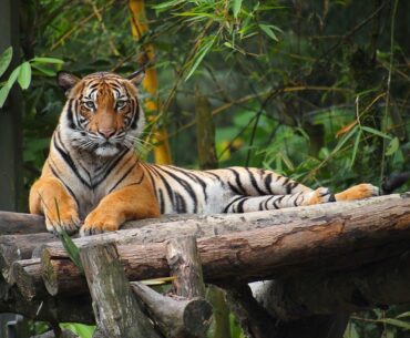 Zoo Tiger tests positive for COVID-19: Can the virus jump from humans to animals?