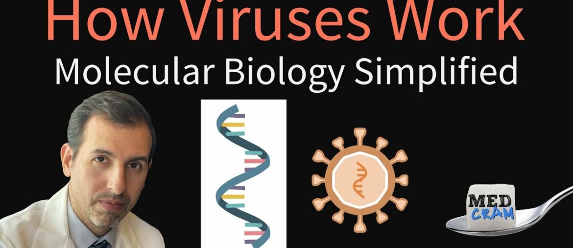 How Viruses Work - Molecular Biology Simplified (DNA, RNA, Protein Synthesis)