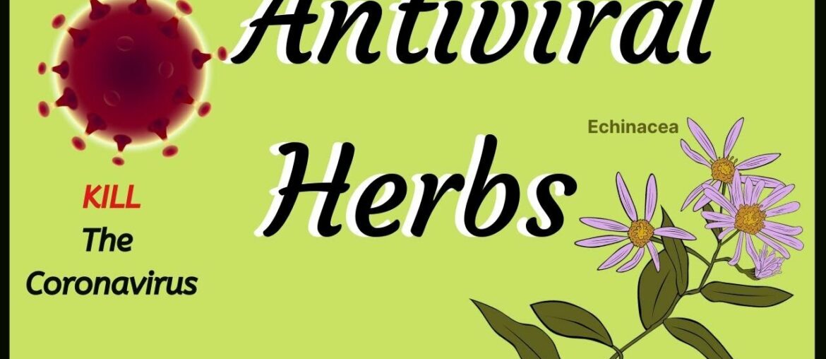 🌺 Antiviral Herbs Kill CoronaViruses 😷 Boost Immune System 🦠 Natural Remedies of Echinacea