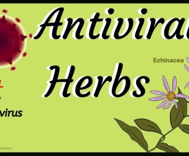 🌺 Antiviral Herbs Kill CoronaViruses 😷 Boost Immune System 🦠 Natural Remedies of Echinacea