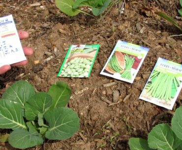 Kale (Vitamins) & Beans (Protein) are My 2 Must Have Garden Plants: Easy 2 Grow, Planting & Reasons