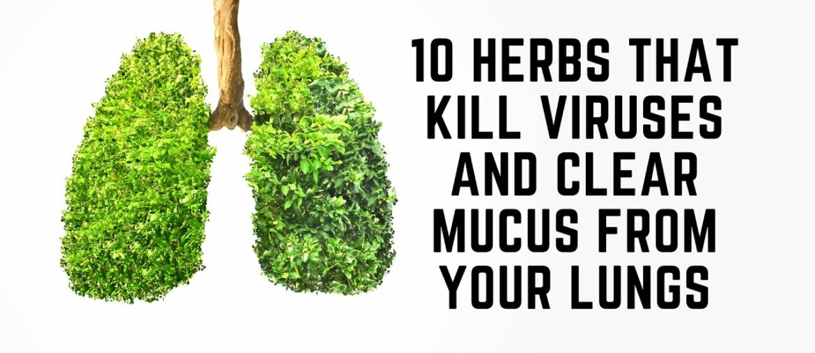 10 Herbs That Kill Viruses and Clear Mucus from Your Lungs | Join The Health