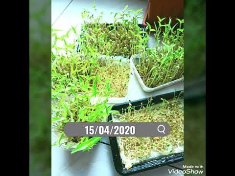 Rich in vitamins, growing green grains at home with out soil