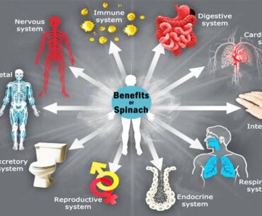 Spinach Benefits: Why You Need to Eat More For Health - Nutrition Facts.