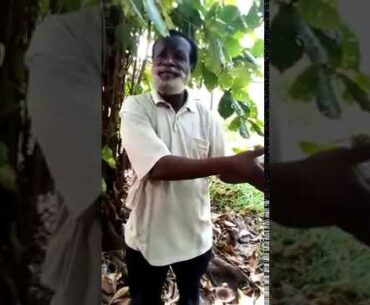 Indian Almond Leaves - A Coronavirus Immune System Booster