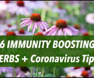 6 IMMUNITY BOOSTING HERBS + Coronavirus Tips! 🌿💥🌸